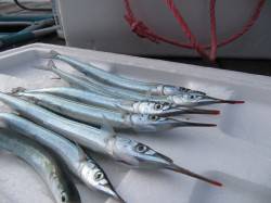 沓～名子周辺　尺アジ狙いでしたが魚影なく、…